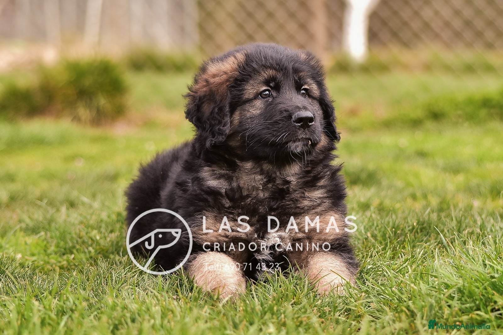 Pastor Alemán perros Pastor alemán pelo largo - Anuncio 4