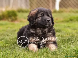 Pastor Alemán perros Pastor alemán pelo largo - Anuncio 4