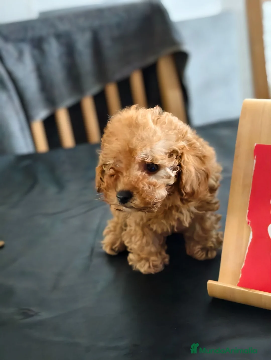 Caniche Toy perros en venta: Caniche toy apricot hembra  - Anuncio 2