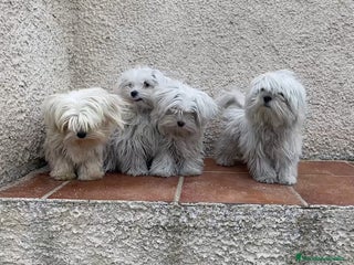 Bichón Maltés perros en Madrid - Anuncio 32