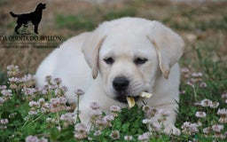Labrador Retriever perros en venta: Labrador macho listo para entregar - Imagen 1