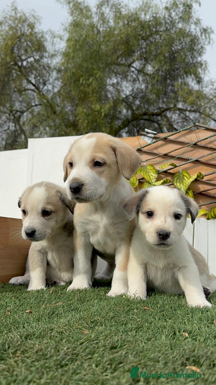 Mastín Español perros MASTIN ESPAÑOL - Anuncio 1