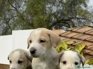 Mastín Español perros MASTIN ESPAÑOL - Anuncio 1