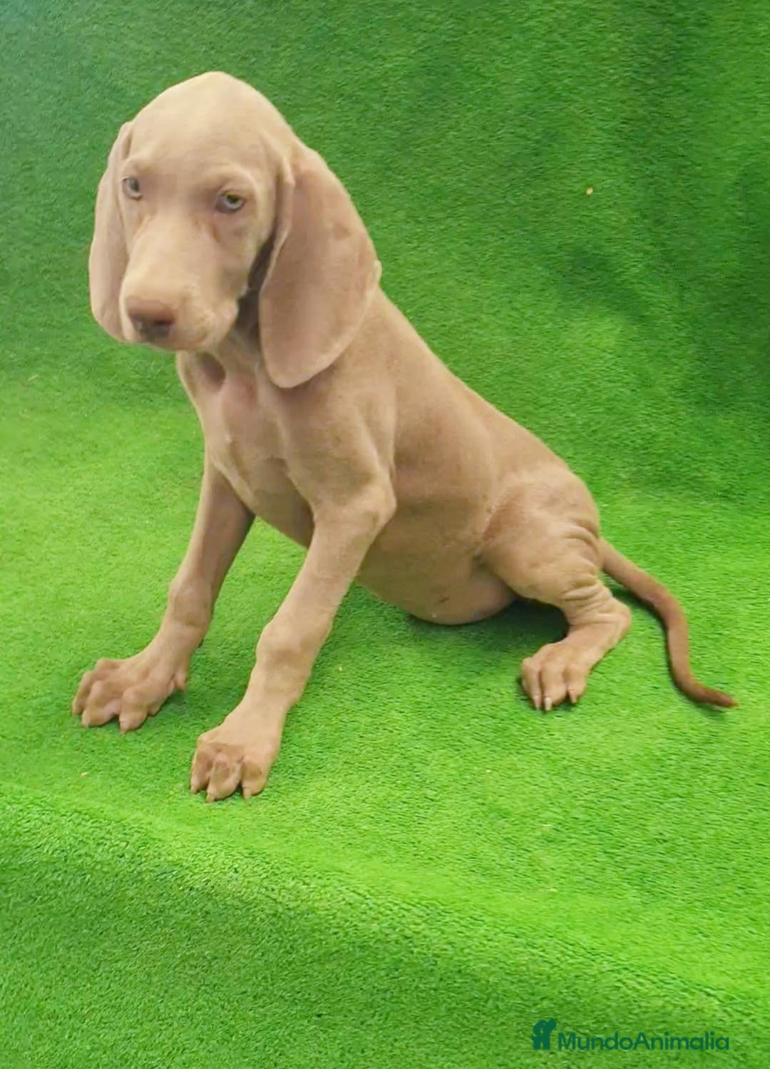Weimaraner perros Bracos de Weimar  - Anuncio 18