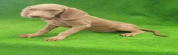 Weimaraner perros en venta: Bracos de Weimar  - Anuncio 1