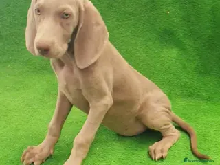 Weimaraner perros Bracos de Weimar - Anuncio 18