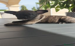 Bulldog Francés perros en venta: Atigrada bulldog Francés 🔝 - Imagen 10