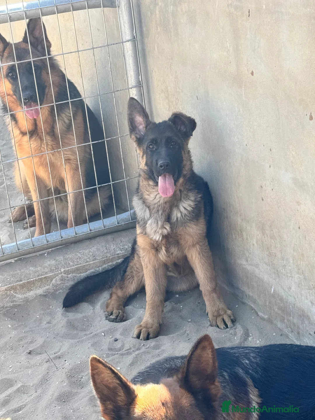 Pastor Alemán perros en venta: CACHORRA DE PASTOR ALEMAN - Anuncio 1