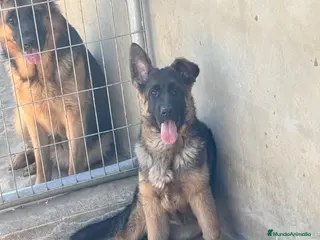 Pastor Alemán perros en venta: CACHORRA DE PASTOR ALEMAN - Anuncio 1
