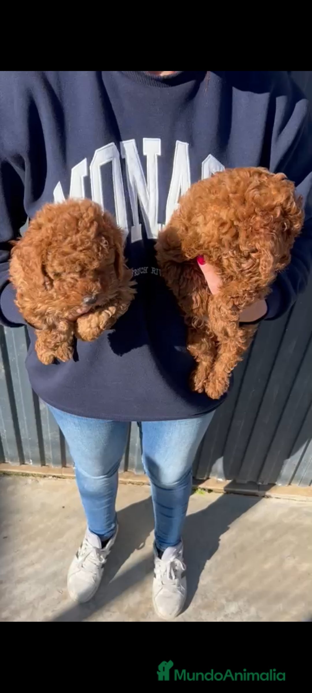 Caniche Toy perros en venta: Caniche toy Rojo  - Anuncio 4