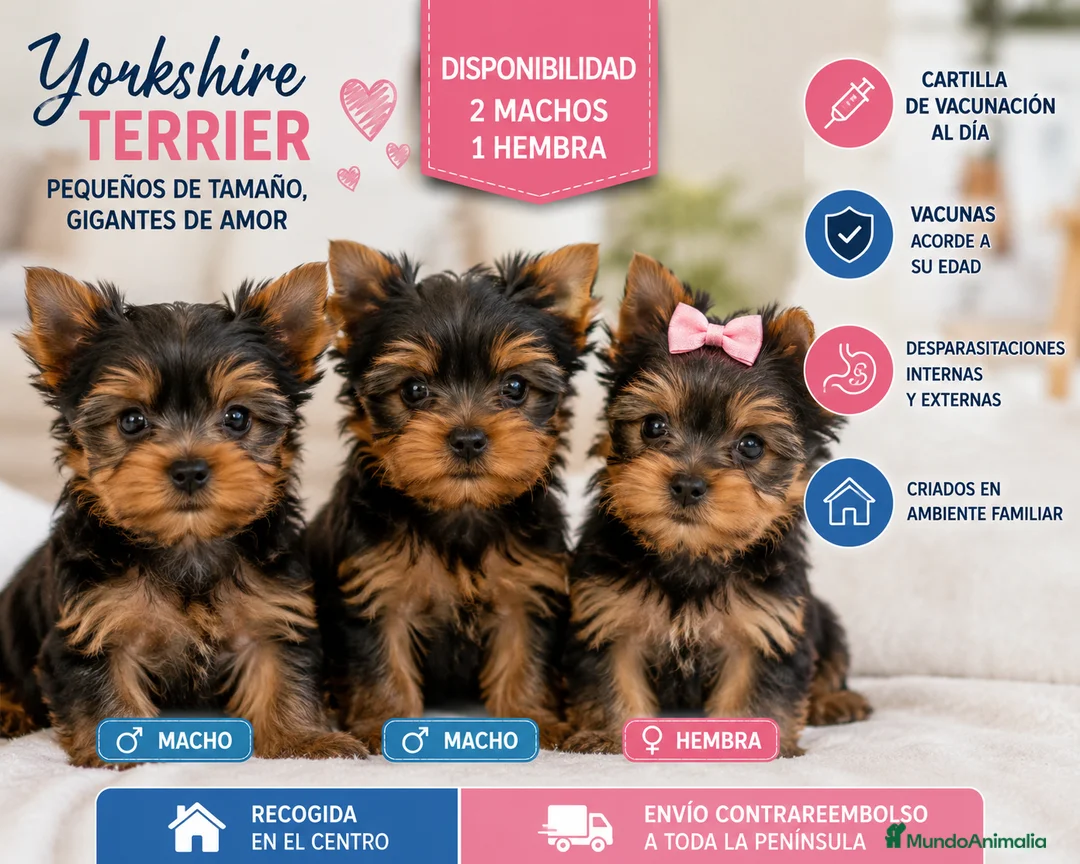 Yorkshire Terrier perros en venta: CACHORRO YORKSHIRE  en Cáceres - Anuncio 1