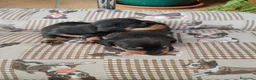 Teckel Miniatura perros en venta: Teckel miniatura - Anuncio 3