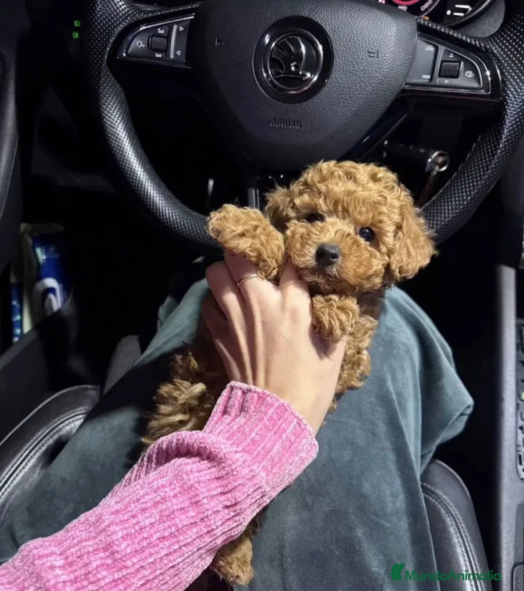 Caniche Toy perros en venta: caniche toy  - Anuncio 2