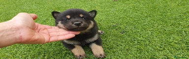 Shiba Inu Cachorro 2