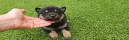 Shiba Inu perros en venta: Shiba Inu Calidad Top - Anuncio 11