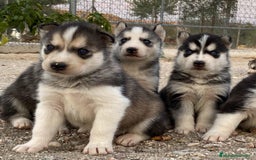Husky Siberiano perros en venta: Husky Siberiano  - Imagen 2