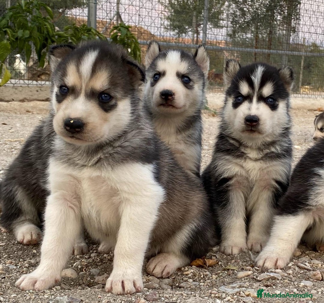 Husky Siberiano perros en venta: Husky Siberiano  - Imagen 2