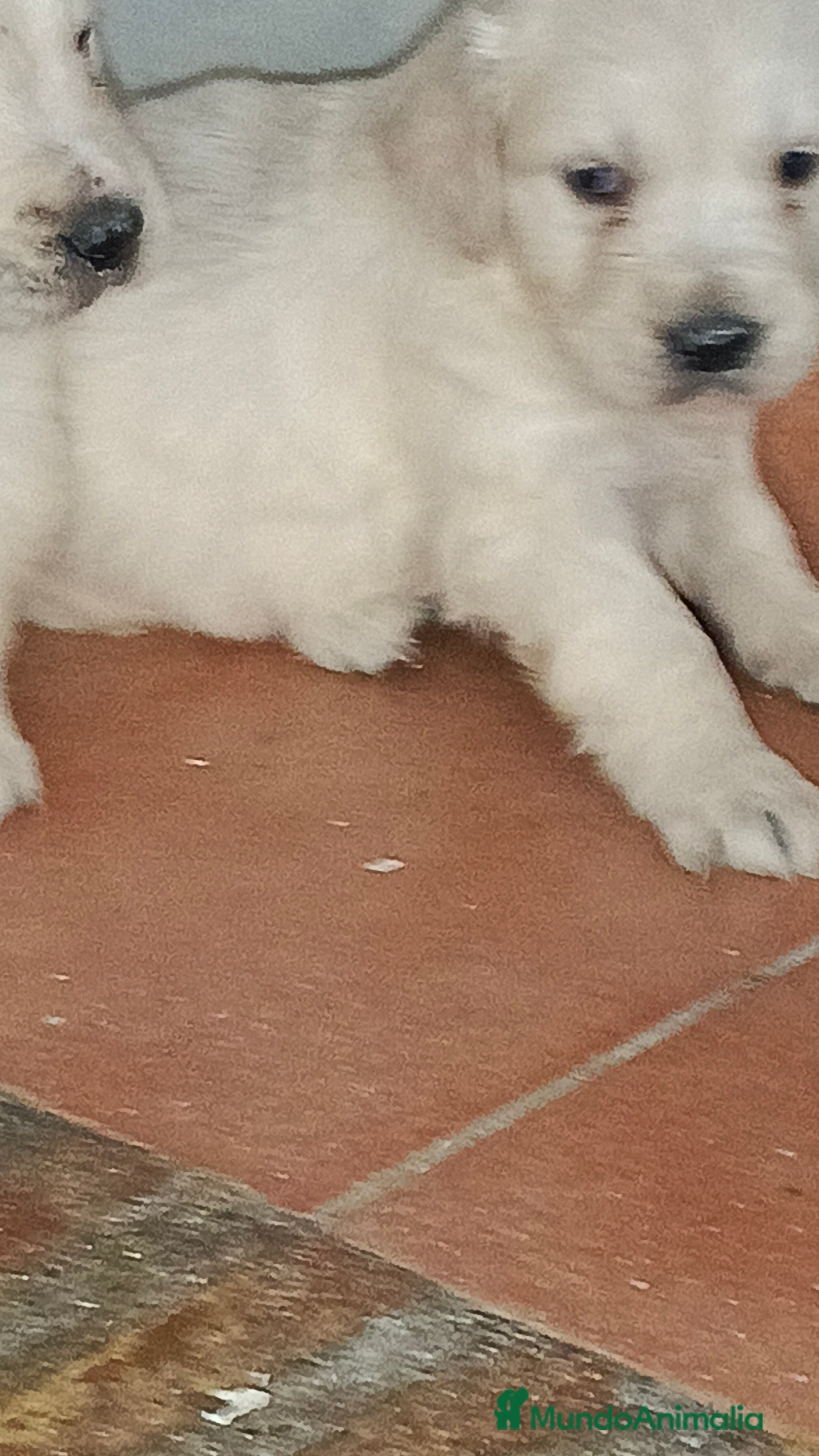 Golden Retriever perros Últimas cachorras disponibles  - Anuncio 22