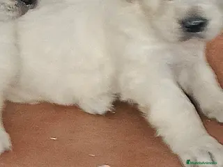 Golden Retriever perros Últimas cachorras disponibles - Anuncio 22