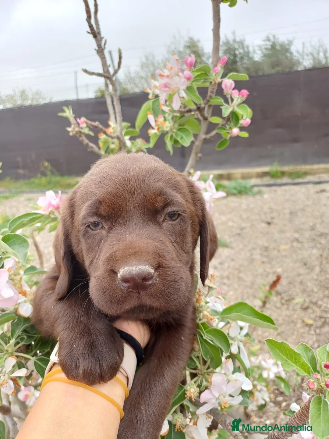 Labrador Retriever perros en venta: Disponible preciosos labradores chocolate  en Córdoba - Anuncio 4
