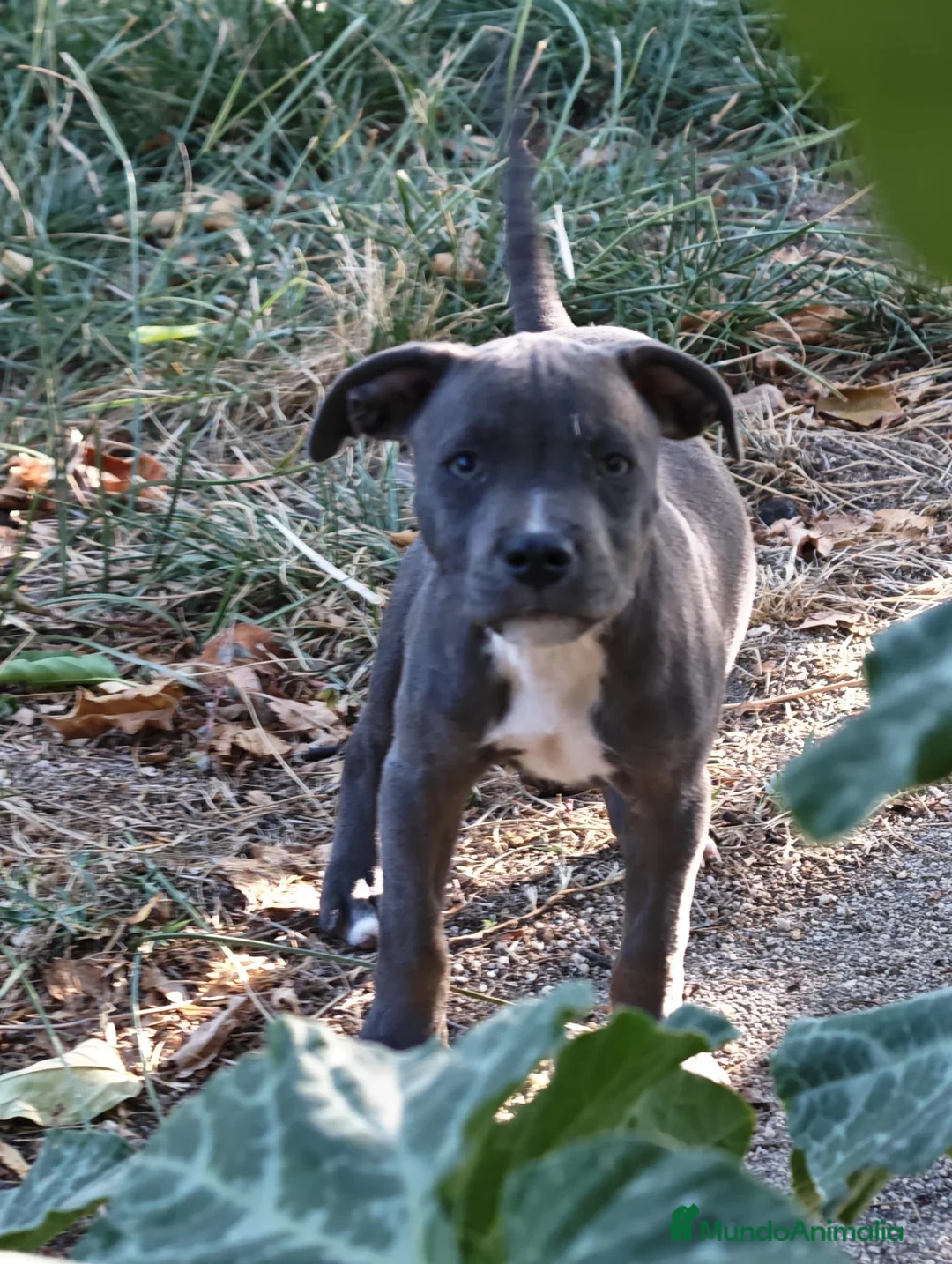 Staffordshire Bull Terrier perros en venta: Staffordshire bull terrier - Anuncio 11