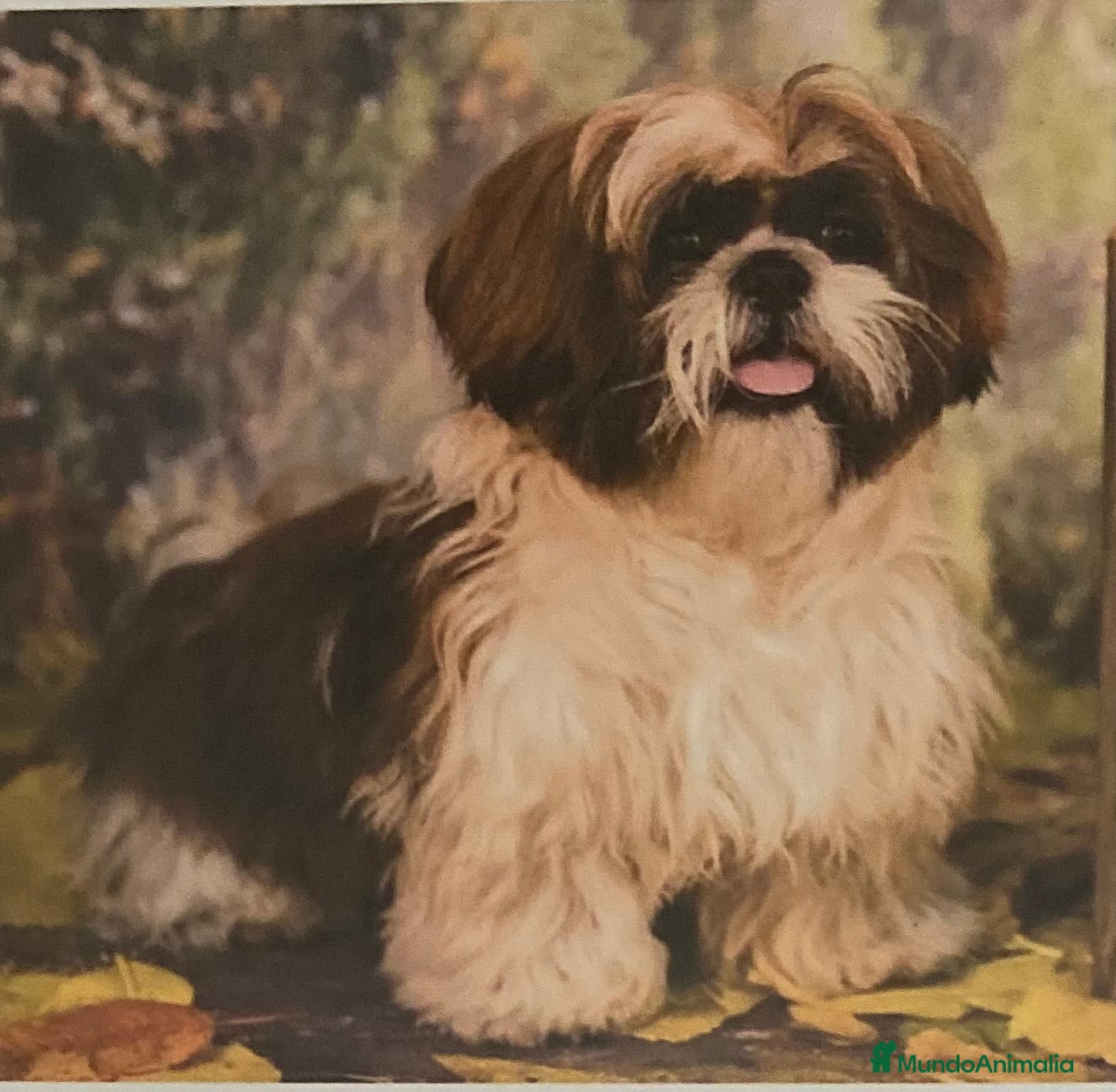 Raza Mixta perros Cachorros, Malshi - Anuncio 1