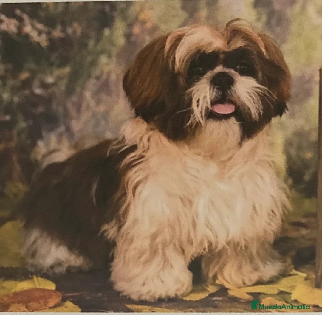 Raza Mixta perros en venta: Cachorros, Malshi - Anuncio 1