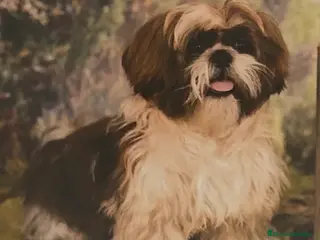 Raza Mixta perros Cachorros, Malshi - Anuncio 1