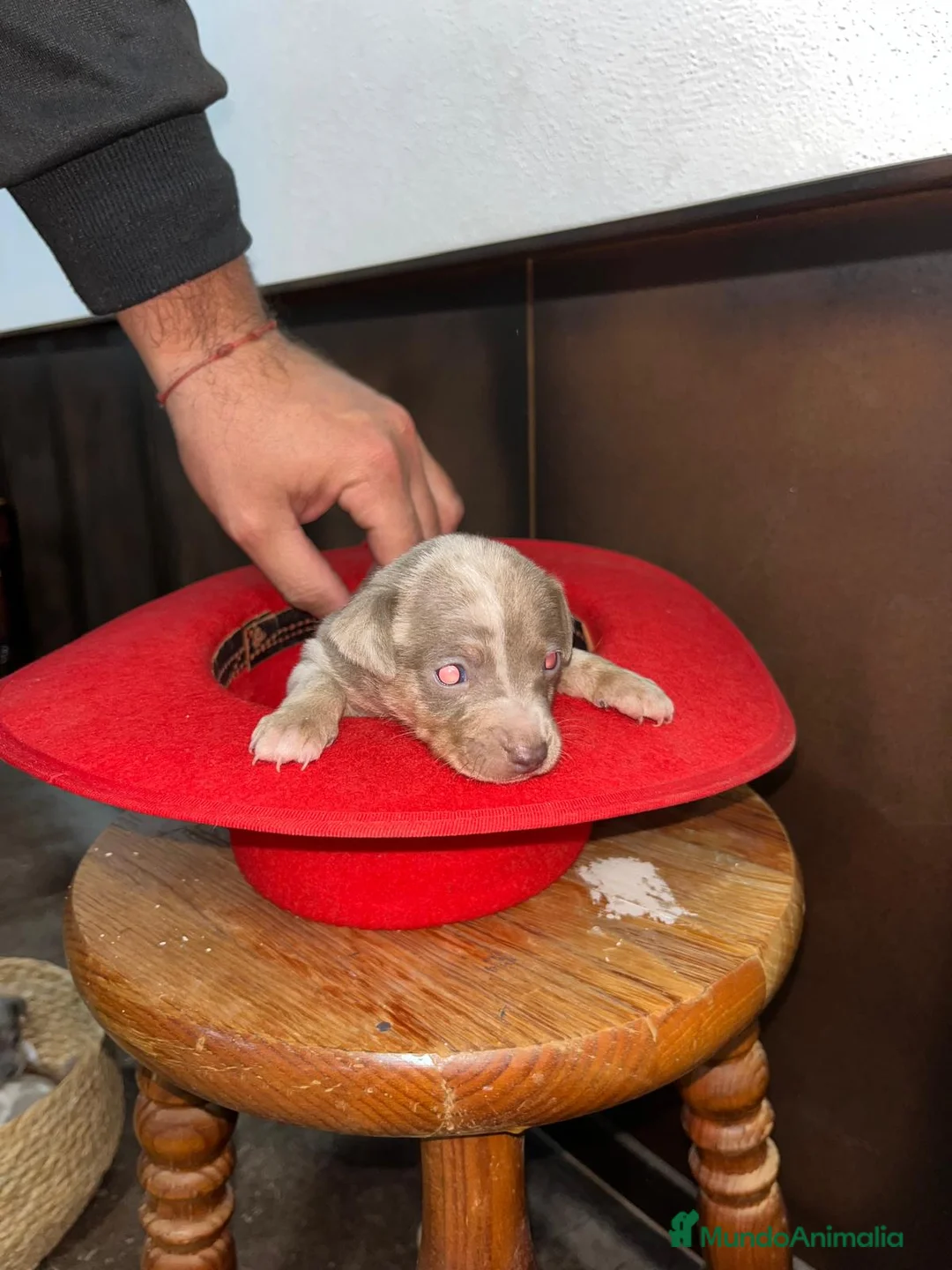 Pinscher Miniatura perros en venta: Mini Pinscher merle isabela - Anuncio 2