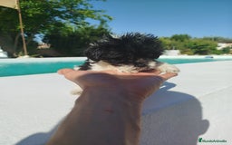 Maltipoo perros en venta: Maltipoo toy  - Imagen 3