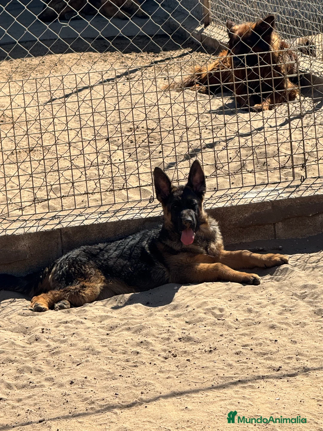 Pastor Alemán perros en venta: CACHORRA DE PASTOR ALEMAN - Anuncio 3