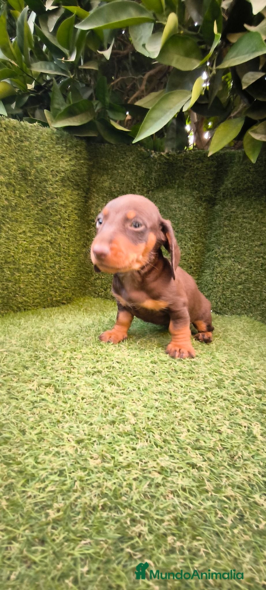 Teckel Miniatura perros teckel miniatura chocolate  - Anuncio 2