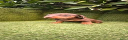 Teckel Miniatura perros en venta: teckel miniatura chocolate  - Anuncio 1