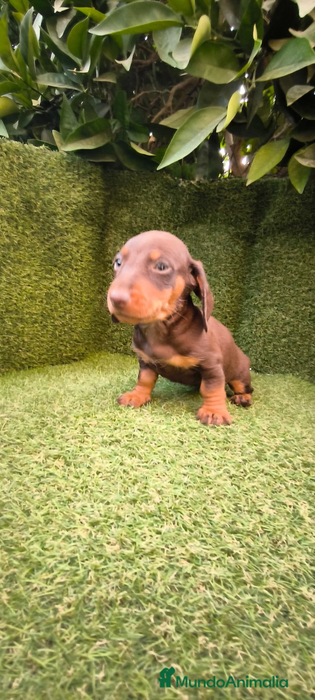 Teckel Miniatura perros en venta: teckel miniatura chocolate  - Anuncio 1