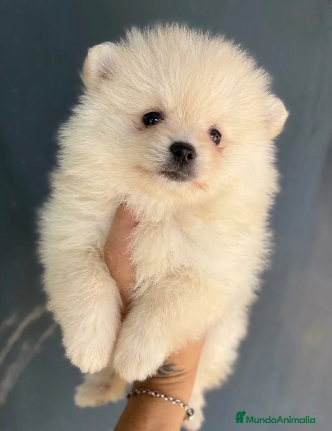 Pomerania perros en venta: Pomerania  - Anuncio 3