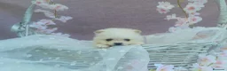 Pomerania perros en venta: PRECIOSO CACHORITO DE POMERANIA TOY  - Anuncio 25