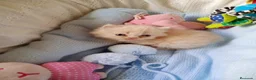 Persa gatos en venta: Disponible una parejita de persa y malayo - Anuncio 5