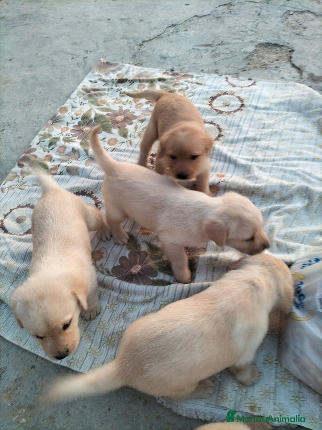 Labrador Retriever perros en venta: Labrador retriever  - Imagen 4