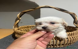Bichón Maltés perros en venta: Bichon maltés  - Imagen 3