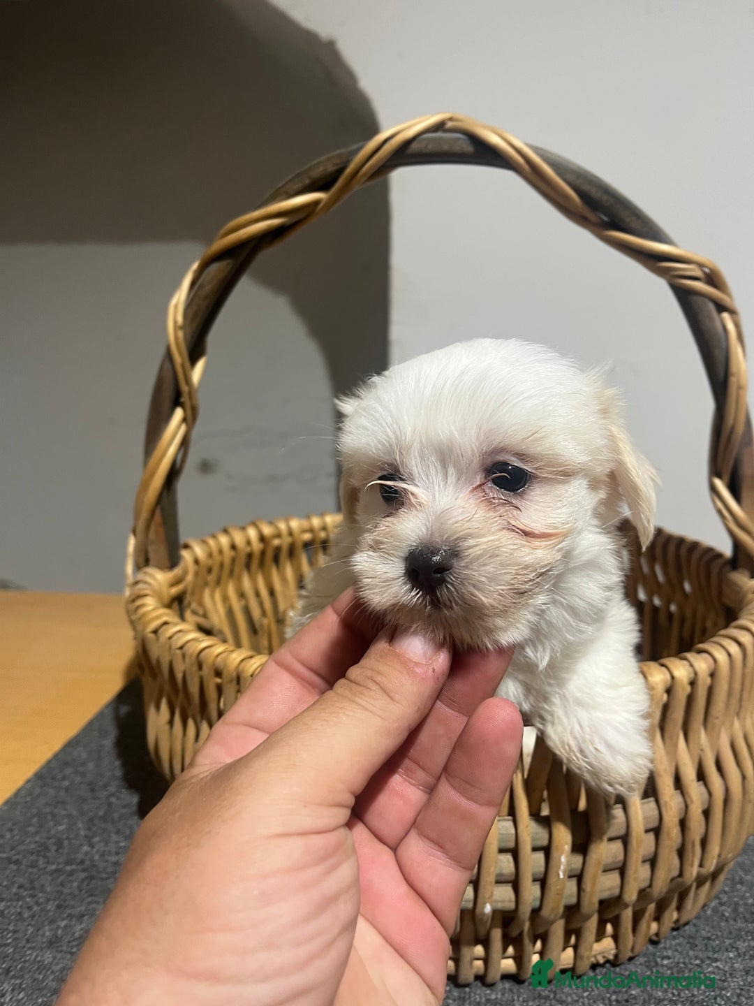 Bichón Maltés perros en venta: Bichon maltés  - Imagen 3