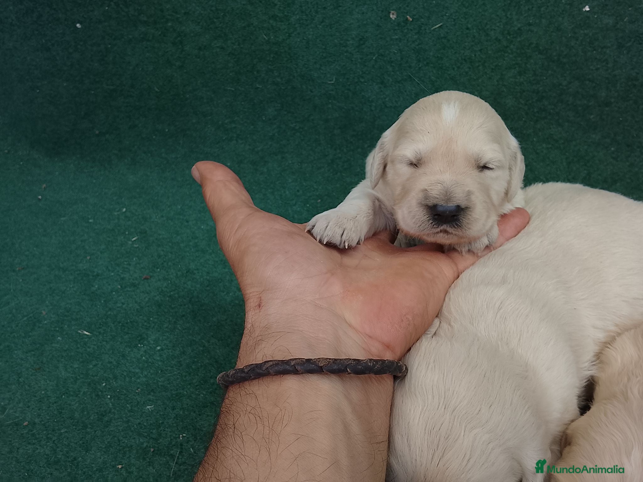 Golden Retriever perros Excelente camada de golden retriever  - Anuncio 1