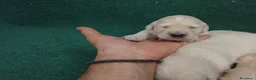 Golden Retriever perros en venta: Excelente camada de golden retriever  - Anuncio 1