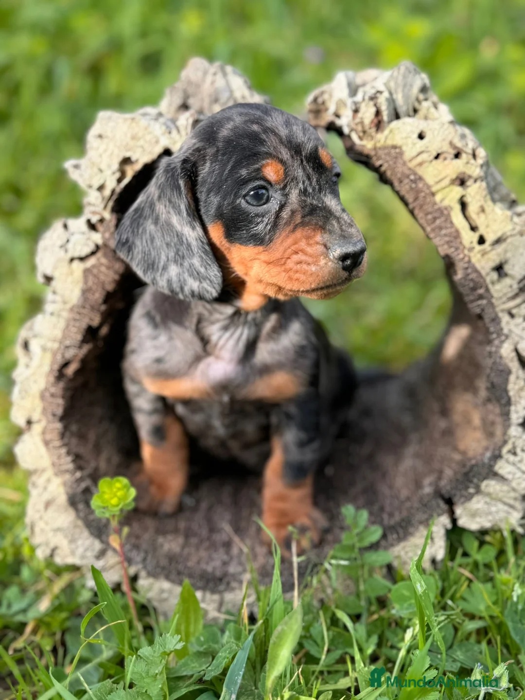 Teckel perros en venta: Teckels Kaninchen  - Anuncio 1