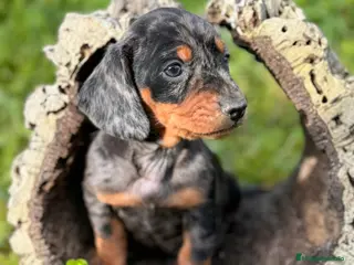 Teckel perros Teckels Kaninchen - Anuncio 1