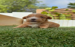 Maltipoo perros en venta: MALTIPOO - Imagen 7