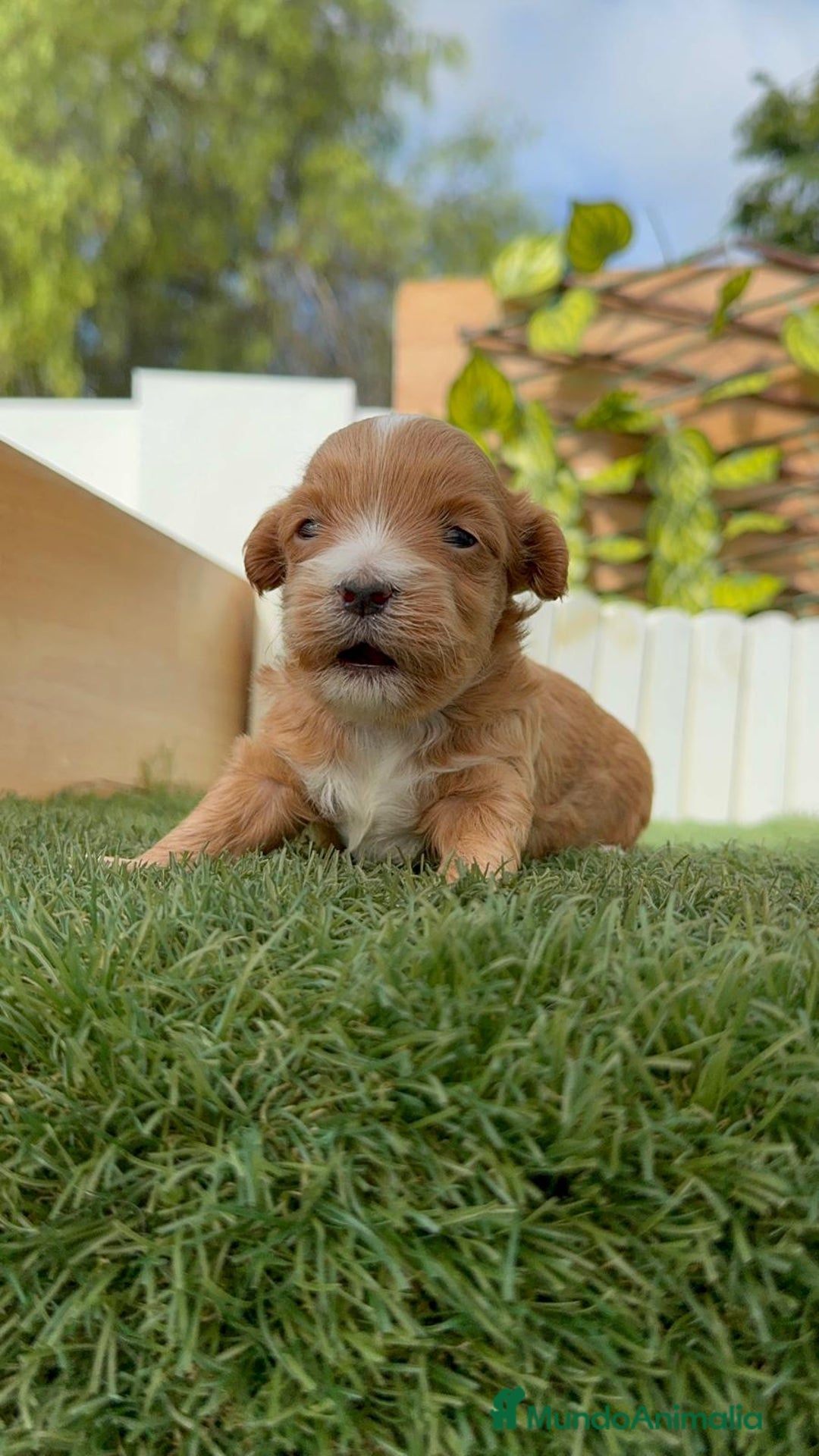 Maltipoo perros en venta: MALTIPOO - Imagen 7