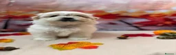 Shih Tzu perros en venta: Shih tzu Macho Bicolor!!! - Anuncio 8