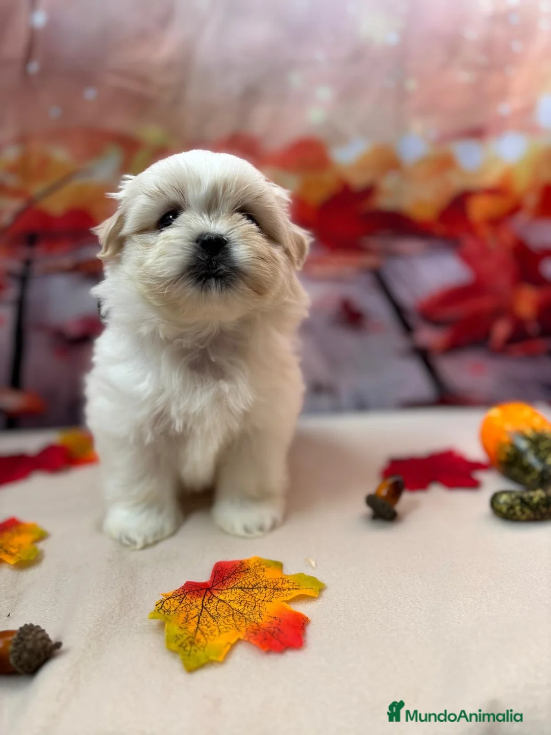Shih Tzu perros en venta: Shih tzu Macho Bicolor!!! - Anuncio 8