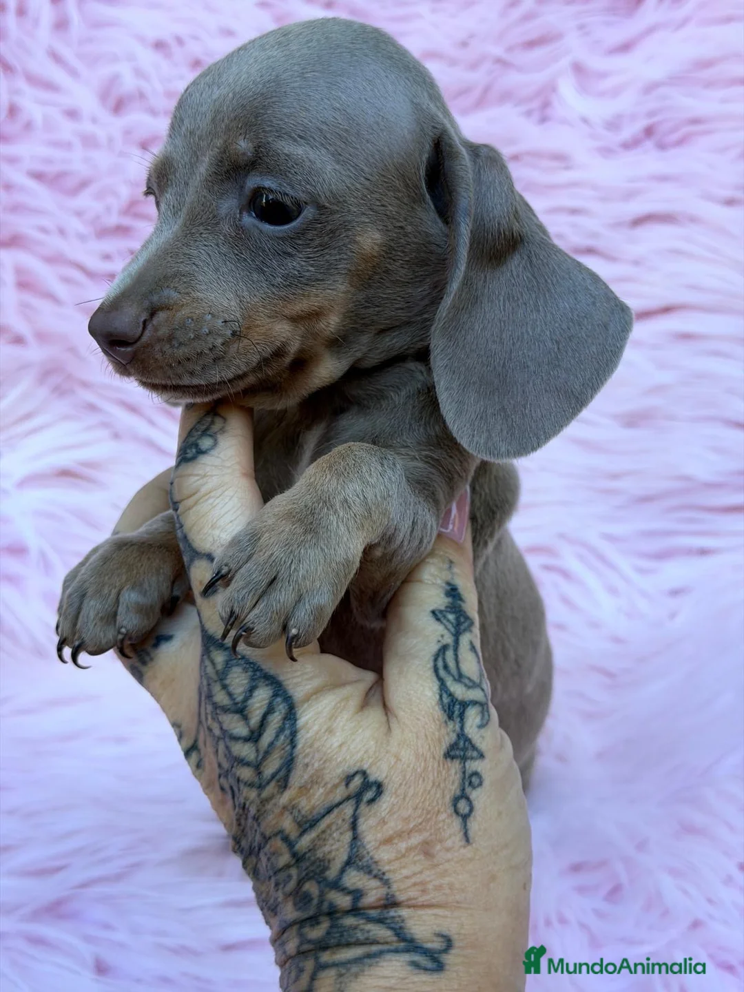 Teckel Miniatura perros en venta: Preciosa Camada de teckel 🐾 - Anuncio 5