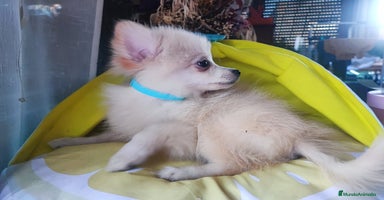 Pomerania perros - Anuncio 9